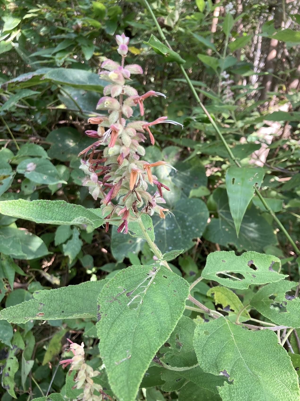 Salvia lasiantha